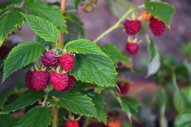 Rouge framboise - 32KT101 